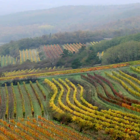 Austrian Wines