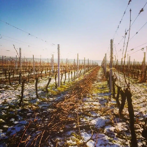 Czech Wines