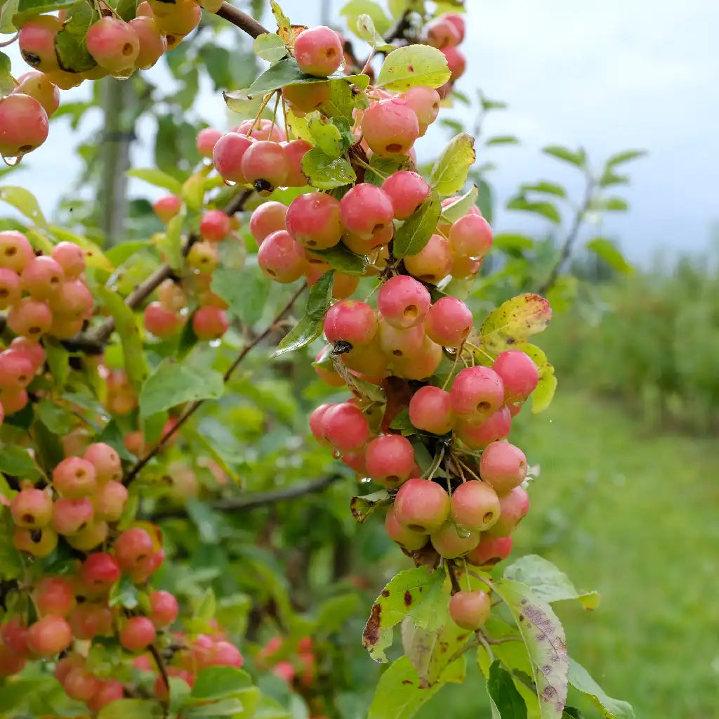 Danish Ciders Natural Wine Dealers