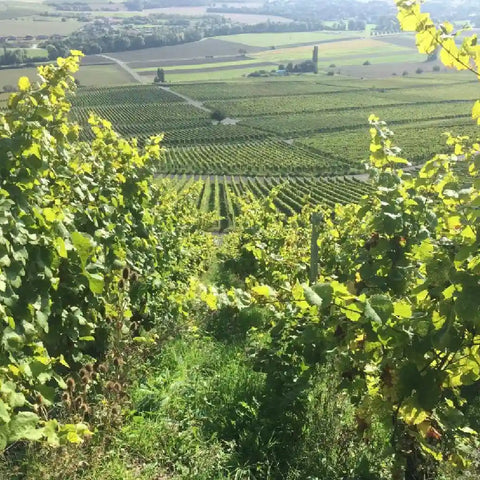 German Wines