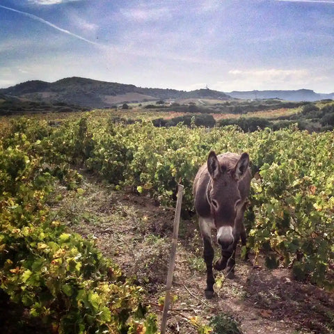 Italian Wines
