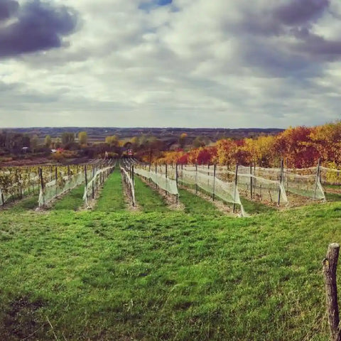 Polish Wines