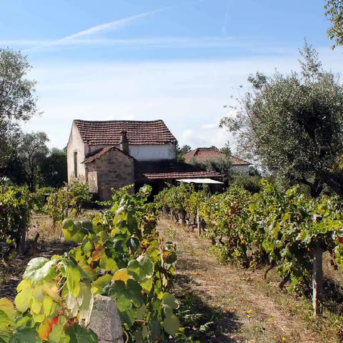 Portuguese Wines