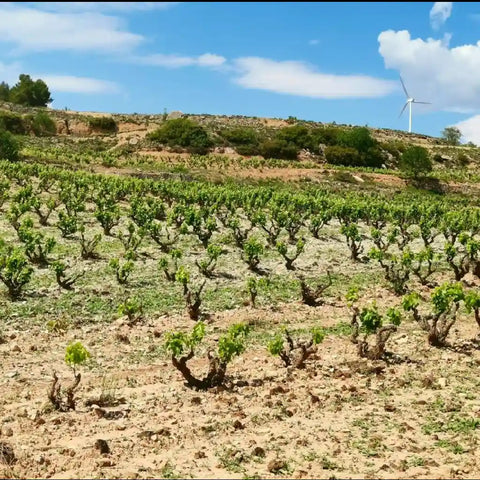 Spanish Wines