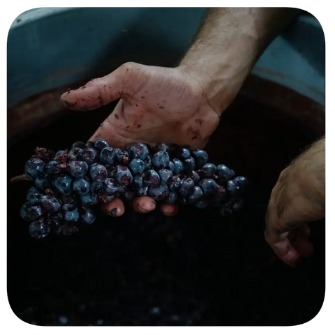 I Foresteri holding a bunch of dark grapes with a blurred background