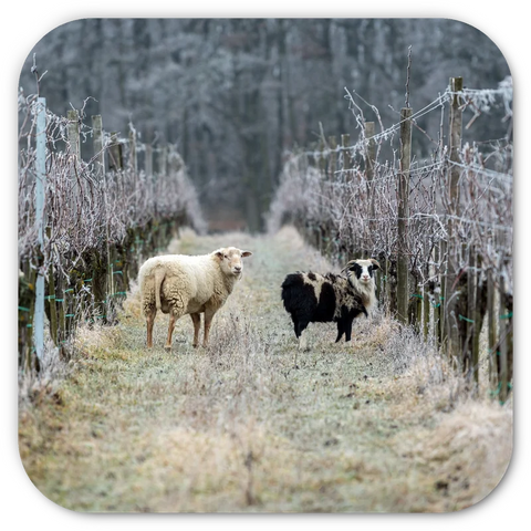 Sheep grazing between winter vines at Weninger winery in Burgenland, symbolizing natural wine and biodynamic vineyard care.
